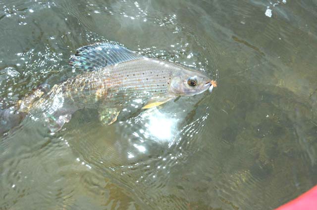 grayling of Mongolia